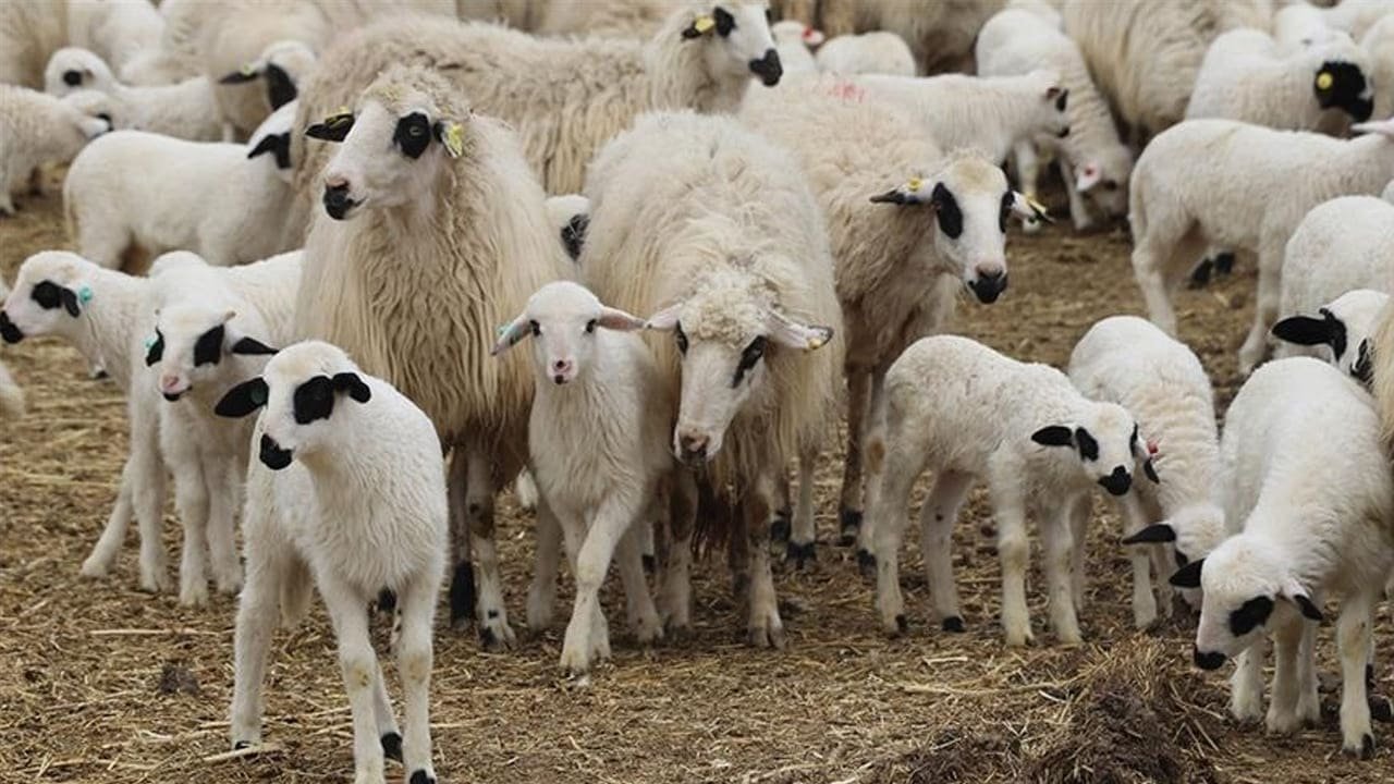 Van’da Üreticiye 100 Koyun Fırsatı (1)