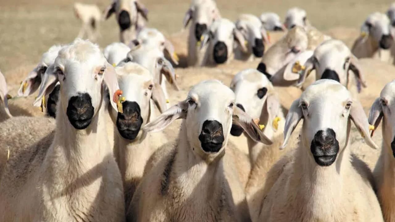 Van’da Üreticiye 100 Koyun Fırsatı (2)