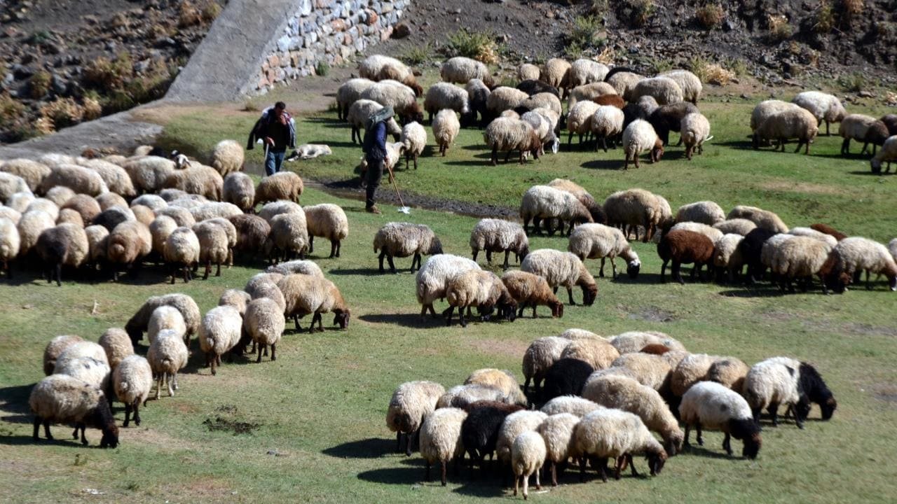 Van’da Üreticiye 100 Koyun Fırsatı (3)