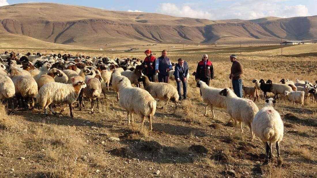Van’da Üreticiye 100 Koyun Fırsatı (4)