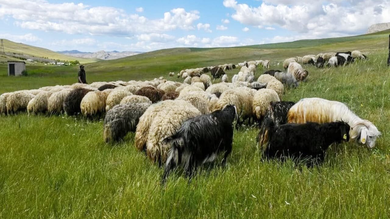 Van’da Üreticiye 100 Koyun Fırsatı (7)