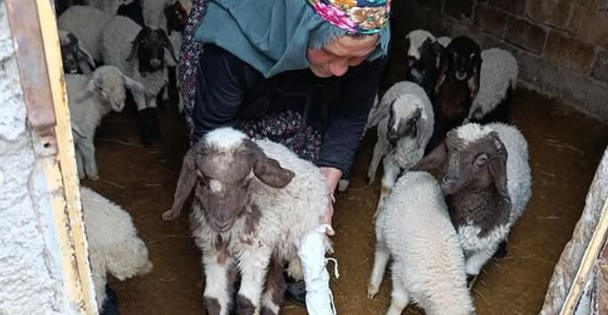 Van’daki Depremde Bir Ahır Çöktü! (5)