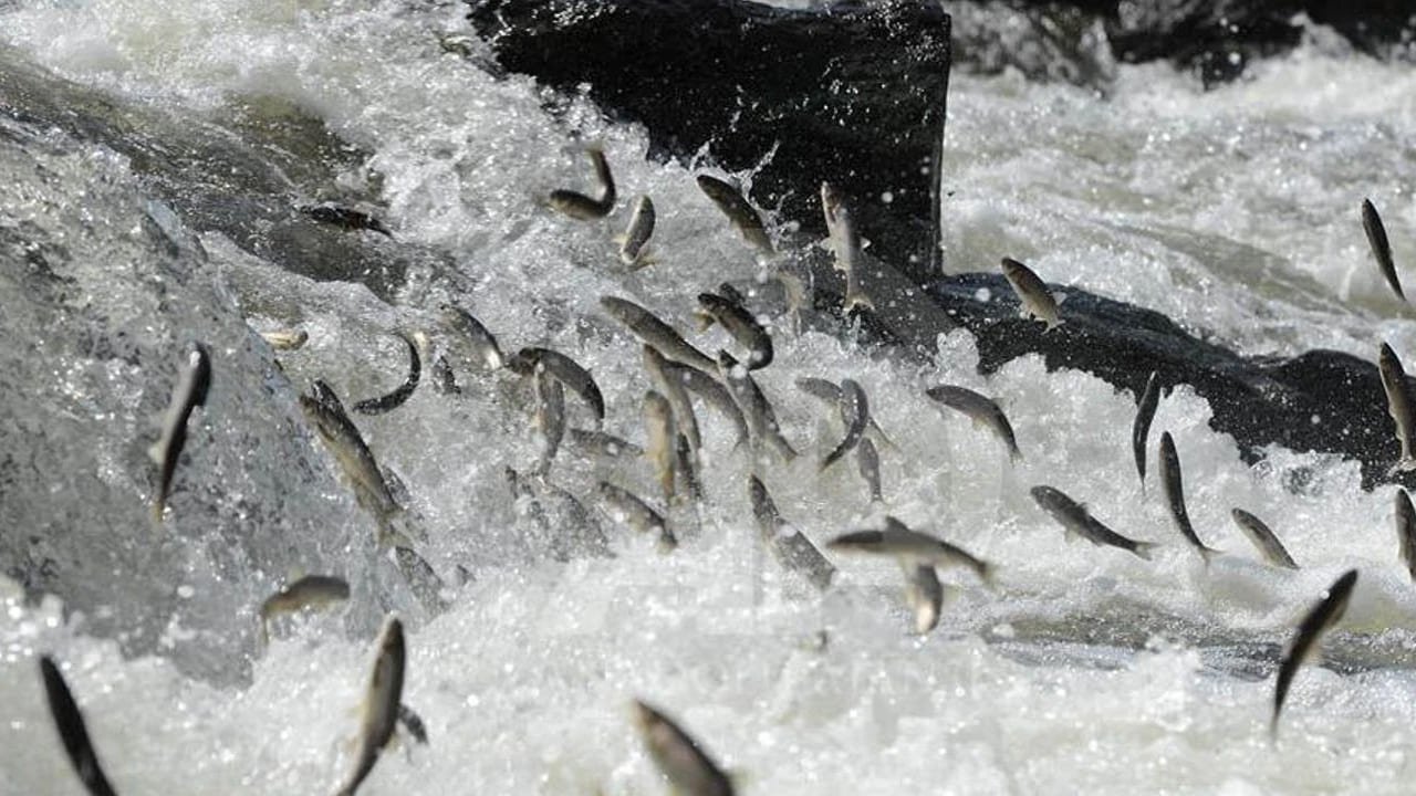 Vanlılar Dikkat! 47 Bin Tl Para Cezası Verilecek (1)