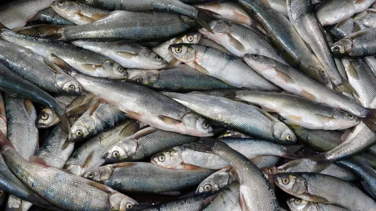 Vanlılar Dikkat! 47 Bin Tl Para Cezası Verilecek (4)