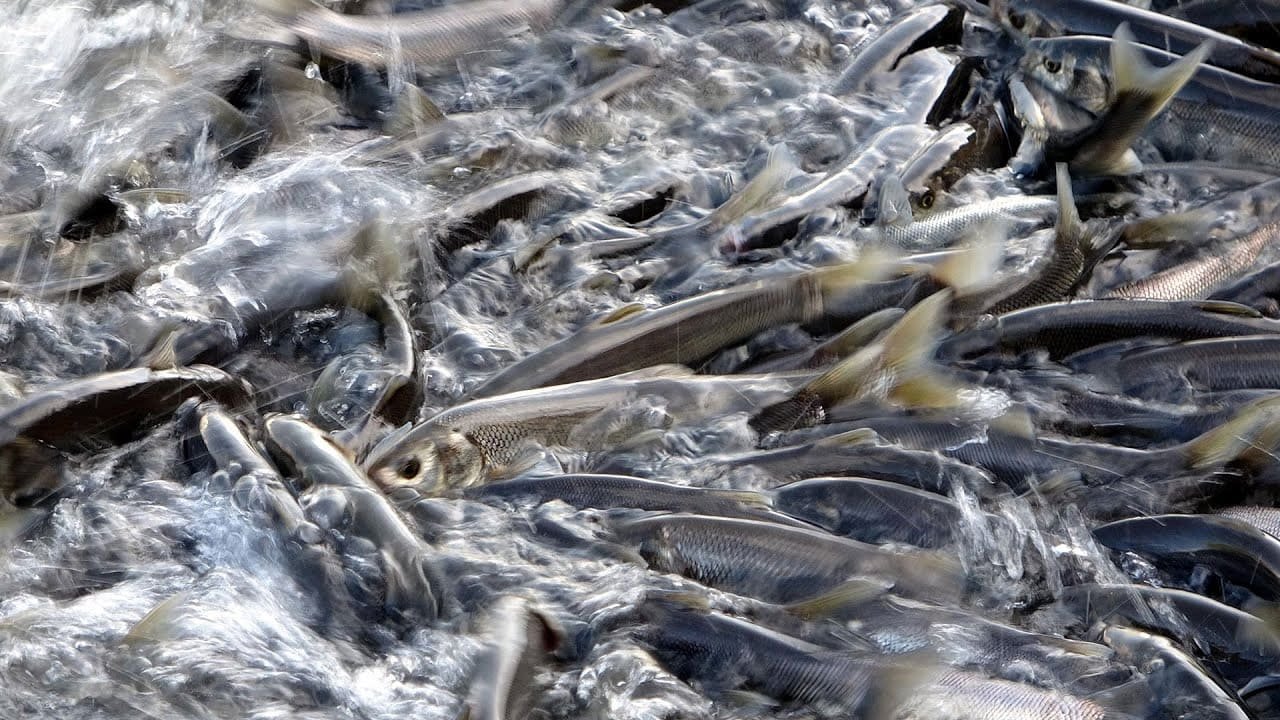 Vanlılar Dikkat! 47 Bin Tl Para Cezası Verilecek (5)