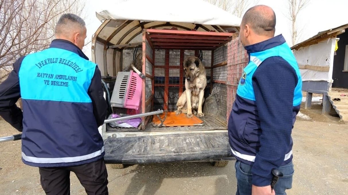 İpekyolu’nda Binlerce Hayvana Kısırlaştırma Ve Tedavi Hizmeti4 (1)