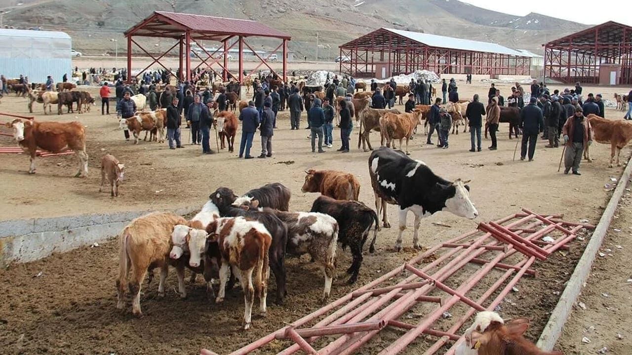 Van Canlı Hayvan Pazarı’nda Hareketlilik Arttı (3)-1