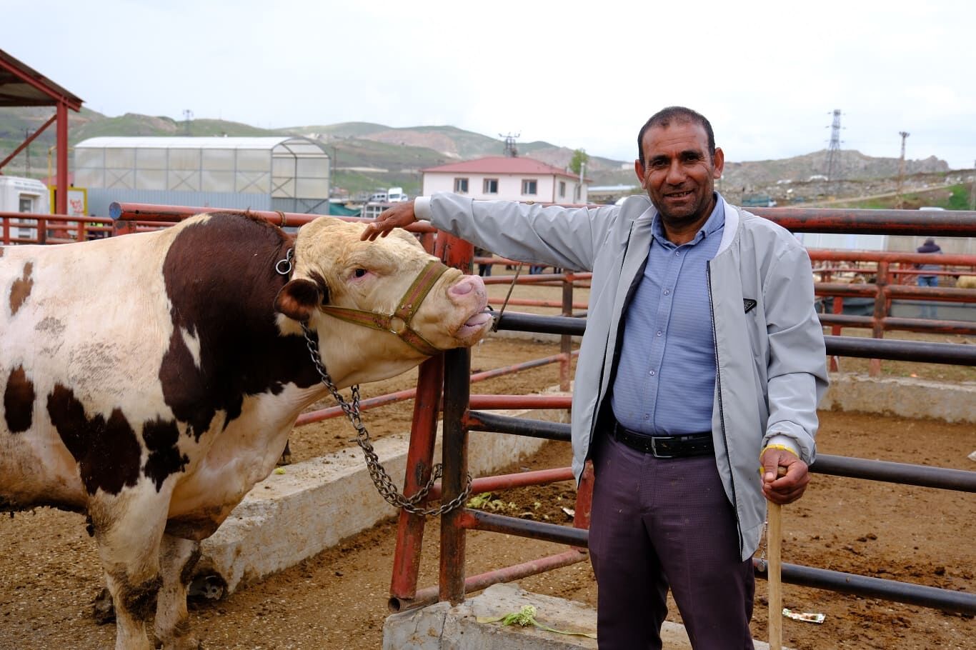 Van’da Kurban Fiyatları Belli Oldu! İşte Küçük Ve Büyükbaş Fiyatları… (5)