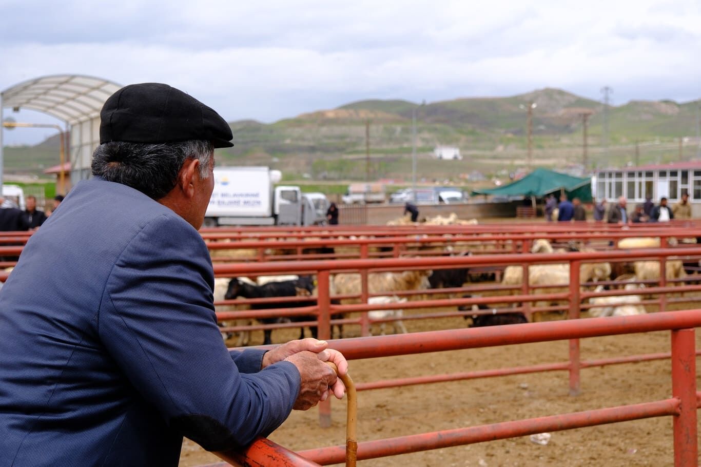 Van’da Kurban Fiyatları Belli Oldu! İşte Küçük Ve Büyükbaş Fiyatları… (9)