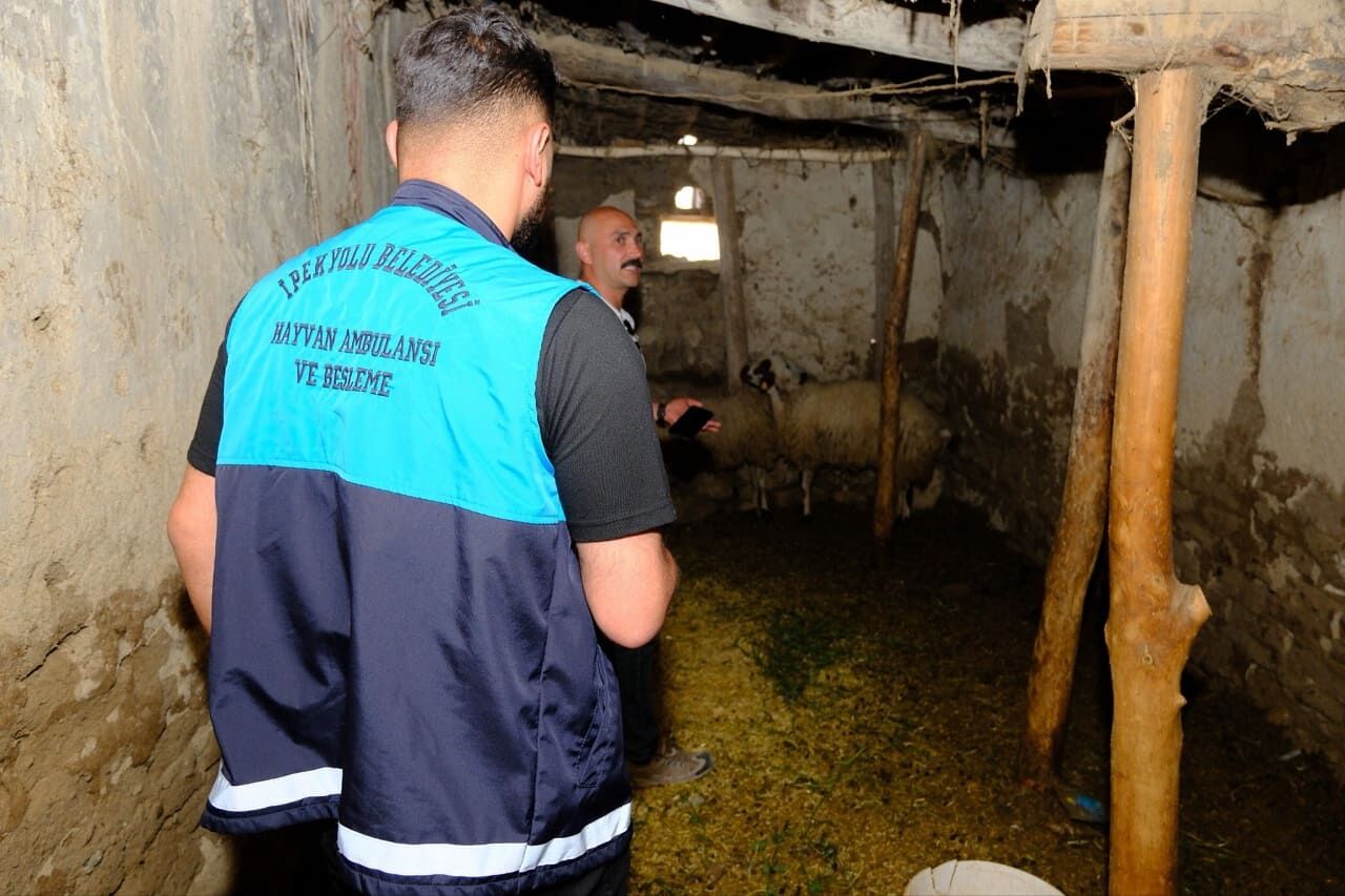 Kuduz Bulaşıcı Mıdır Van'daki Vakaların Ardından Merak Edilenler (2)