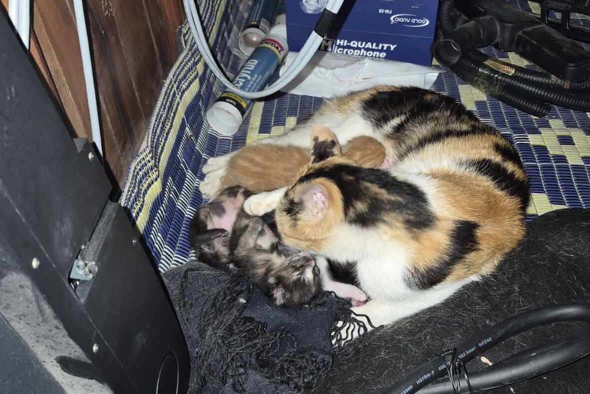 Van’da Bir Kedi Tarihi Caminin Minberinde Doğum Yaptı! (2)