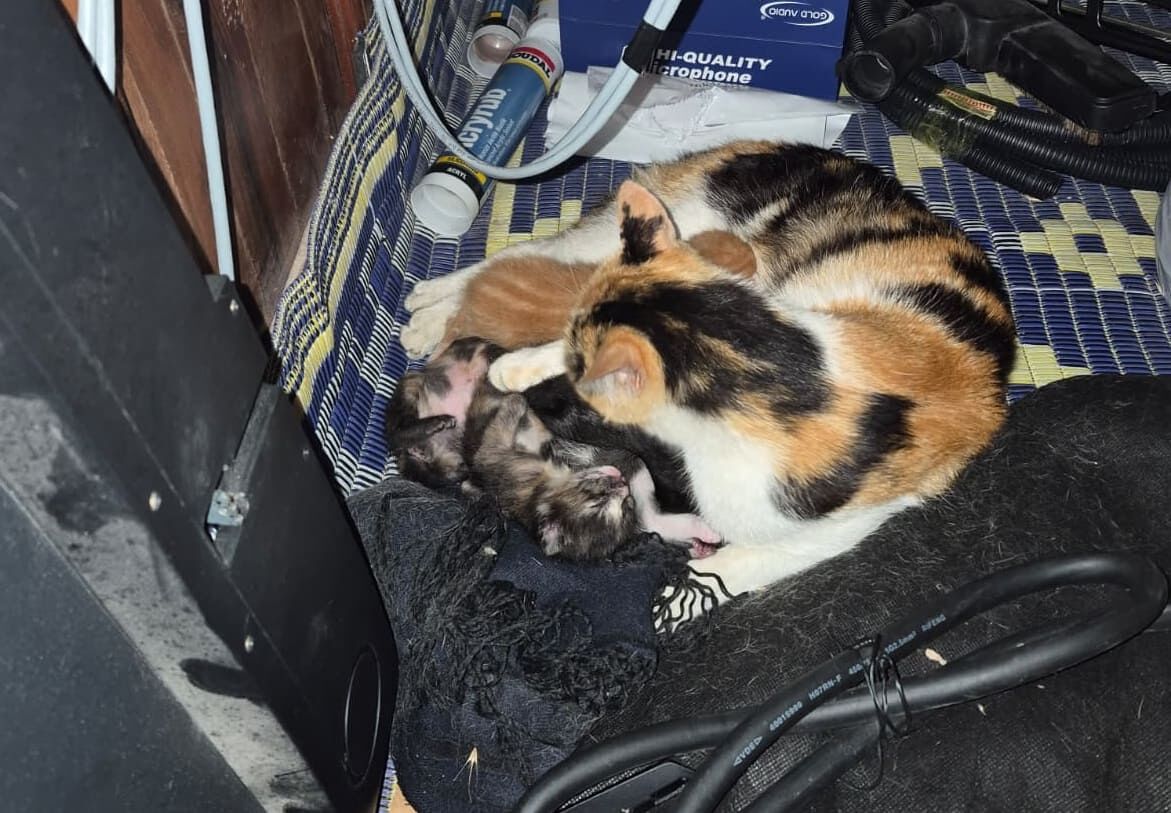 Van’da Bir Kedi Tarihi Caminin Minberinde Doğum Yaptı! (3)