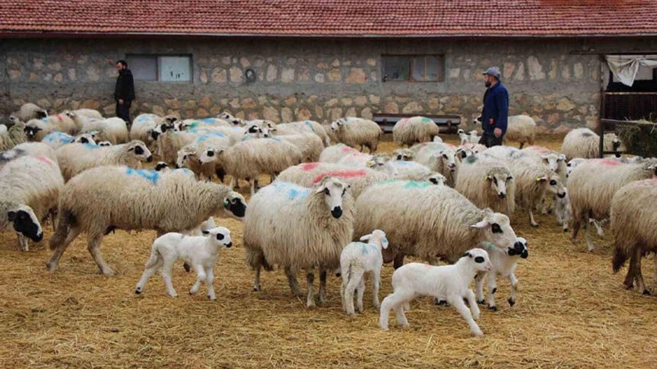 Vanlı Çiftçilere Müjde Küçükbaş Destek Projesinde Ilk Sonuçlar Açıklandı (1)