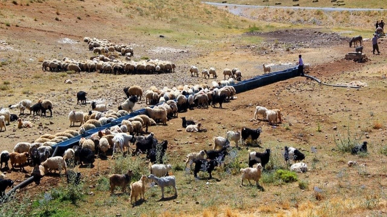 Vanlı Çiftçilere Müjde Küçükbaş Destek Projesinde Ilk Sonuçlar Açıklandı (2)