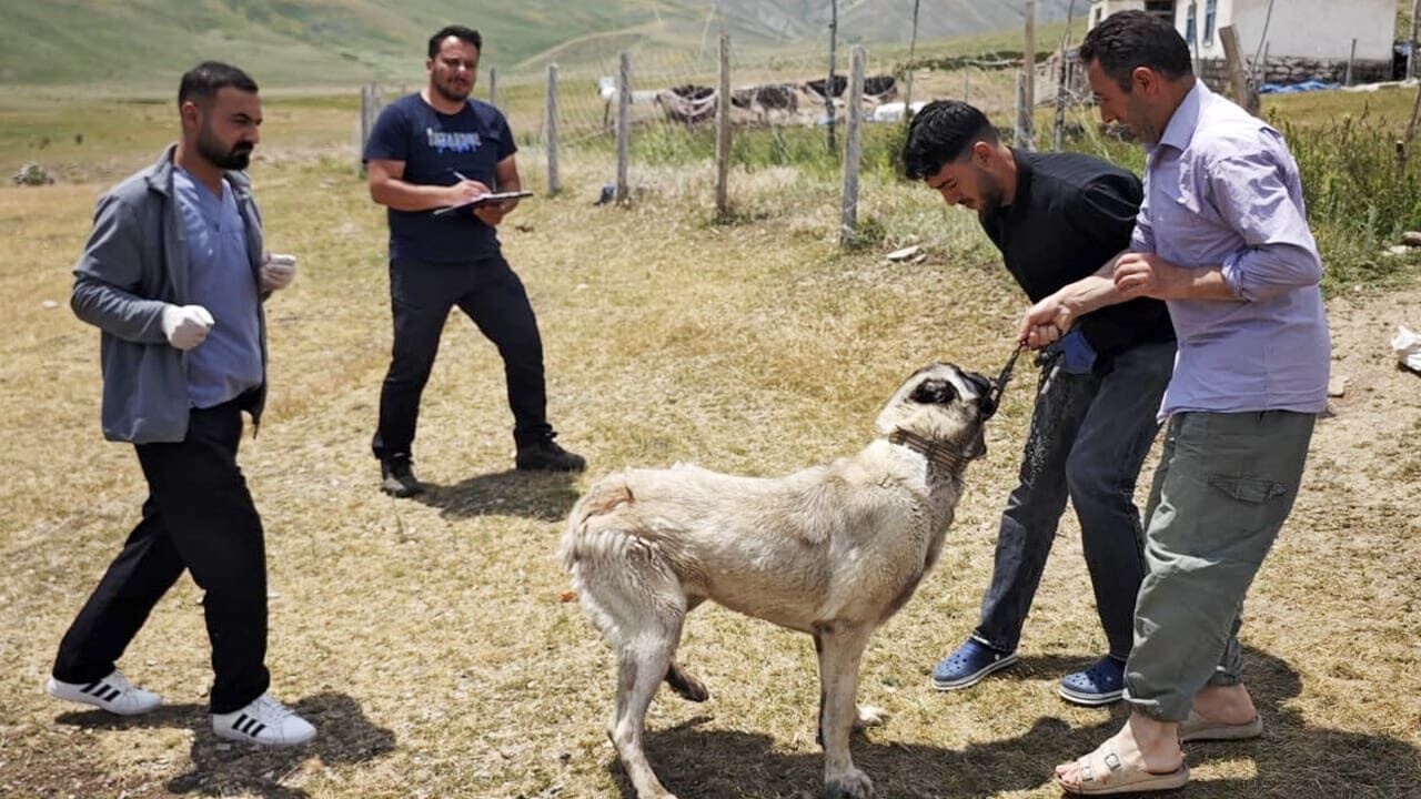 Van'da Kuduz Alarmı! Ekipler Sahaya Indi (2)