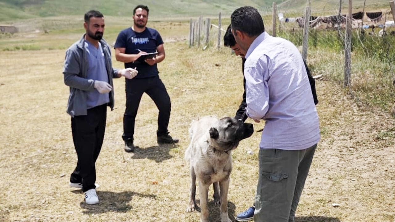 Van'da Kuduz Alarmı! Ekipler Sahaya Indi (5)