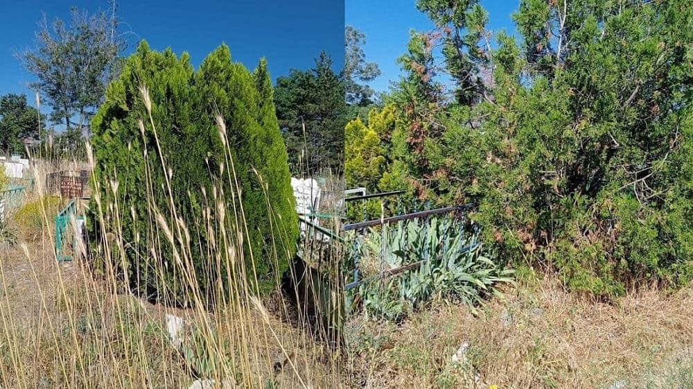 Van’da Şehir Mezarlıkları Ormanlarına Döndü! (1)