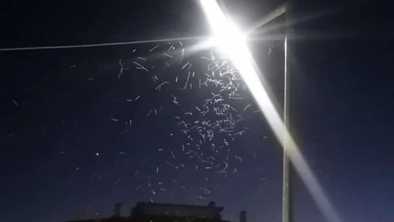 Van'ı Sivrisinekler Sardı! Yaz Akşamları Çileye Dönüştü (1)