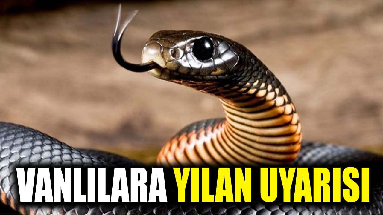 Vanlılara yılan ve yabani hayvan uyarısı