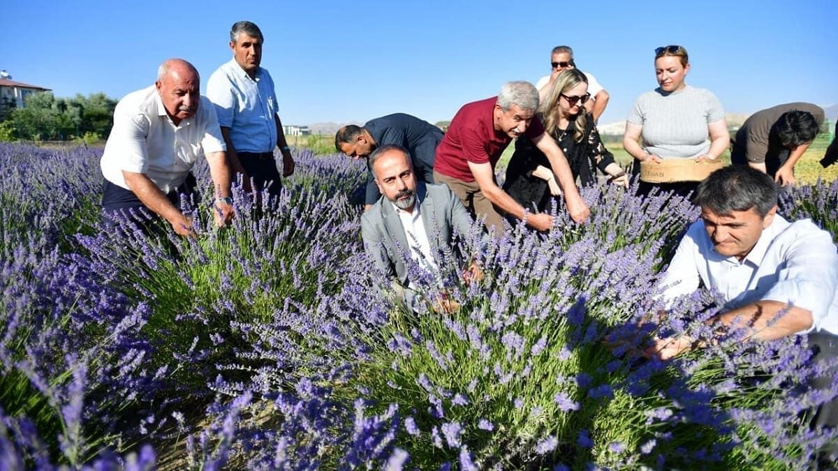Van Yyü Tıbbi Ve Aromatik Bitkiler Bahçesi’nde Hasat Bayramı (1)