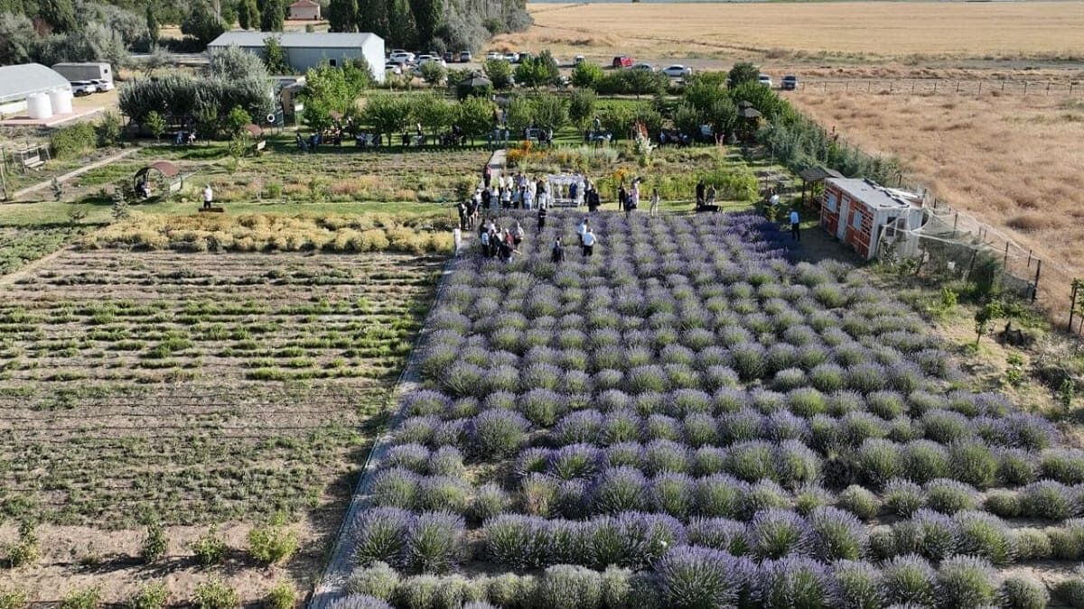 Van Yyü Tıbbi Ve Aromatik Bitkiler Bahçesi’nde Hasat Bayramı (3)