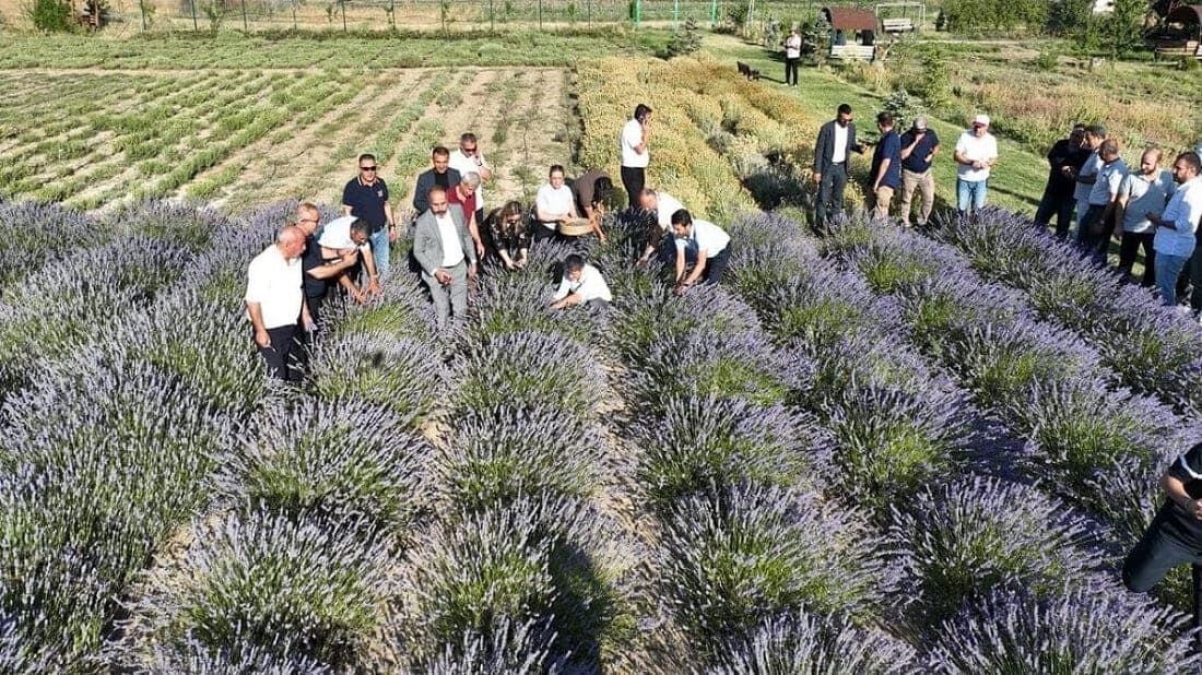 Van Yyü Tıbbi Ve Aromatik Bitkiler Bahçesi’nde Hasat Bayramı (4)