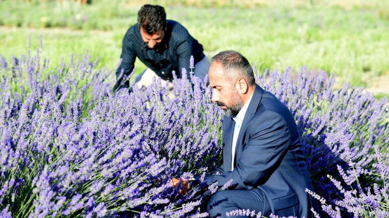 Van Yyü’de Tıbbi Ve Aromatik Bitkilerin Hasadı Başlıyor (1)