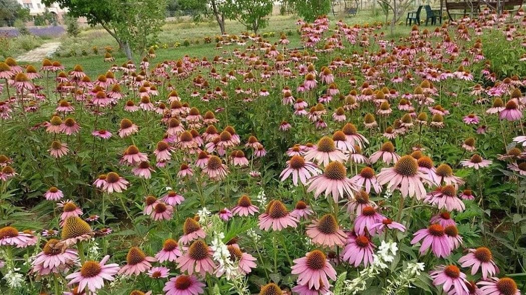 Van Yyü’de Tıbbi Ve Aromatik Bitkilerin Hasadı Başlıyor (6)