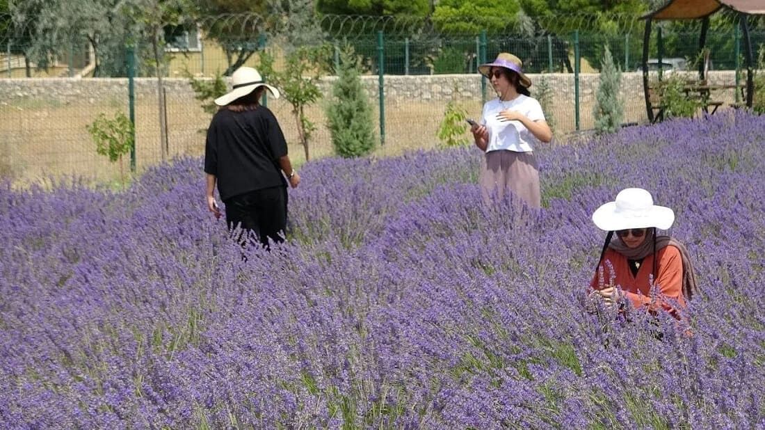 Van Yyü’de Tıbbi Ve Aromatik Bitkilerin Hasadı Başlıyor (7)