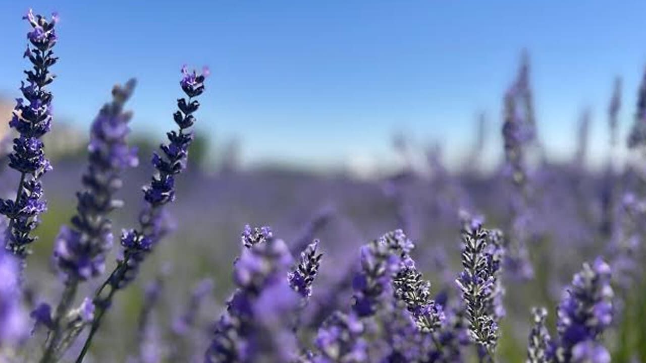Van Yyü’de Tıbbi Ve Aromatik Bitkilerin Hasadı Başlıyor (8)