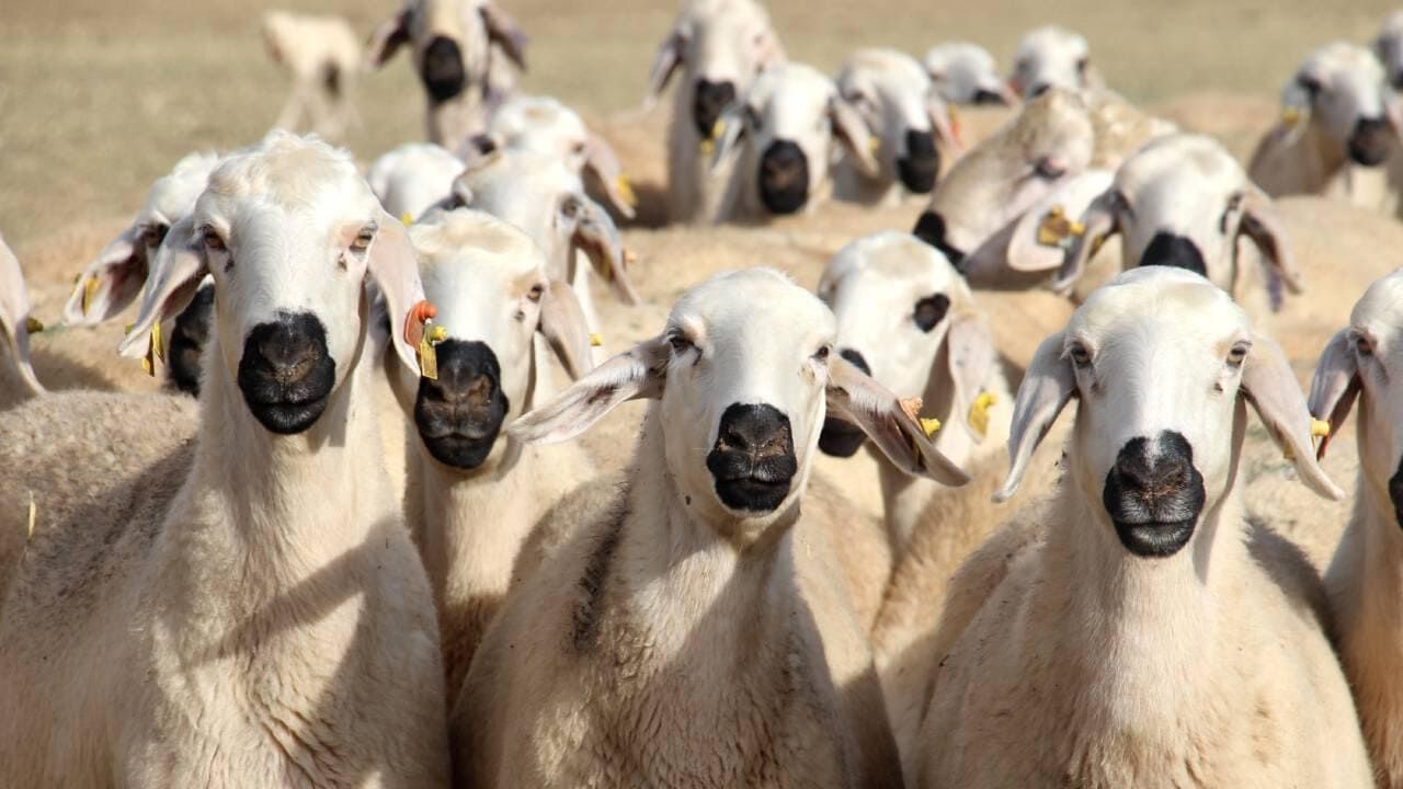 Van’da Küçükbaş Hayvancılık Için 2 Milyon Tl’lik Destek Paketi (2)