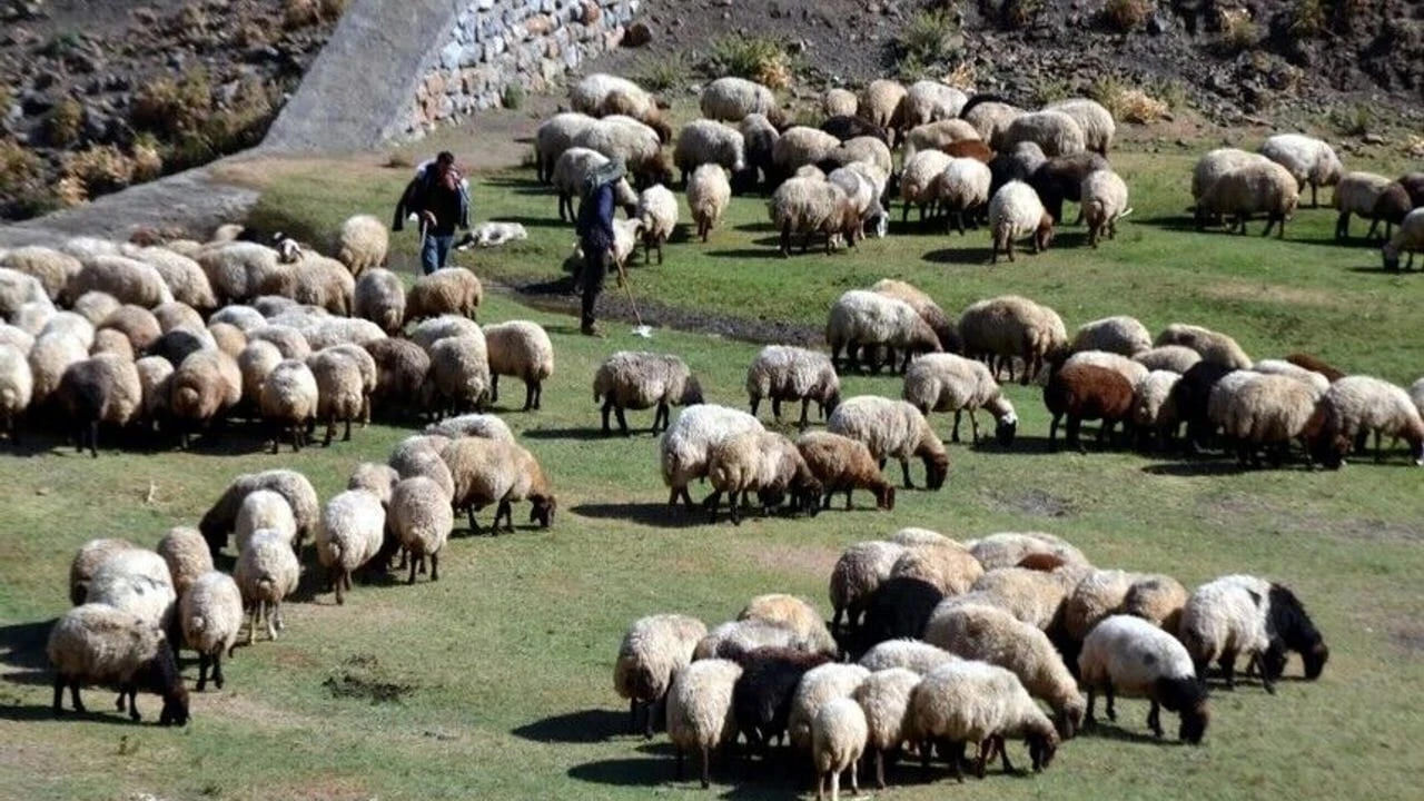 Van’da Küçükbaş Hayvancılık Için 2 Milyon Tl’lik Destek Paketi (3)