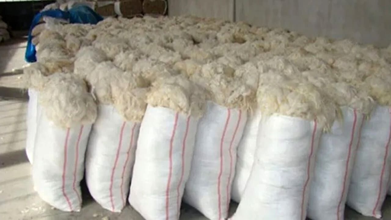 Van’da Tonlarca Yün Ekonomiye Kazandırılamıyor (1)
