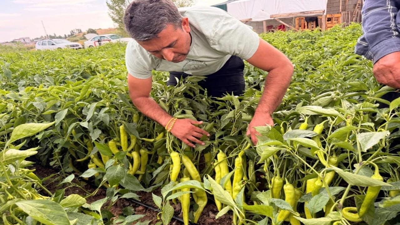 Erciş Biberi Tezgâhlara Indi, Fiyatlar Geriledi (1)