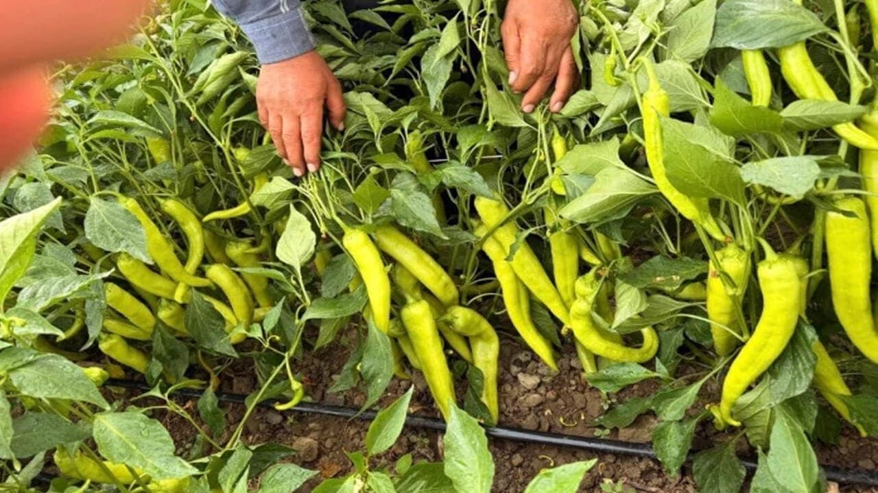 Erciş Biberi Tezgâhlara Indi, Fiyatlar Geriledi (2)