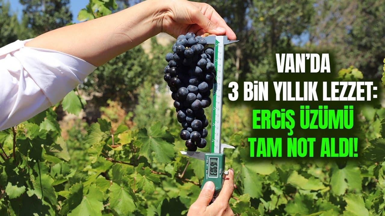 Van’da 3 bin yıllık lezzet: Erciş üzümü tam not aldı!