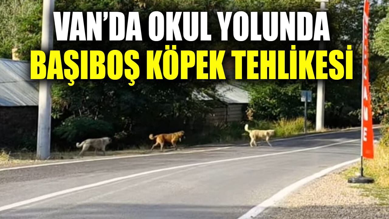 Van’da okul yolunda başıboş köpek tehlikesi