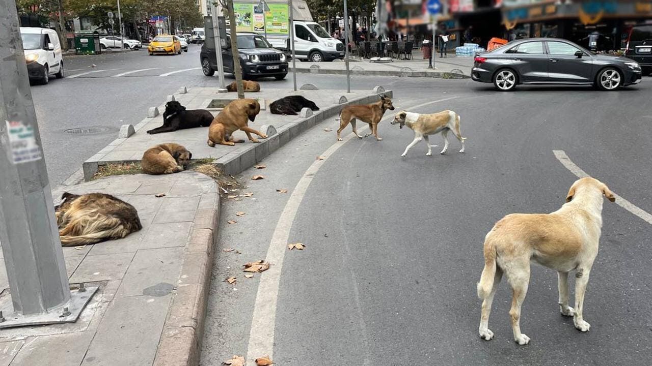 Van’da Sahipsiz Hayvanlar Için Kapsamlı Denetim Başlıyor (1)