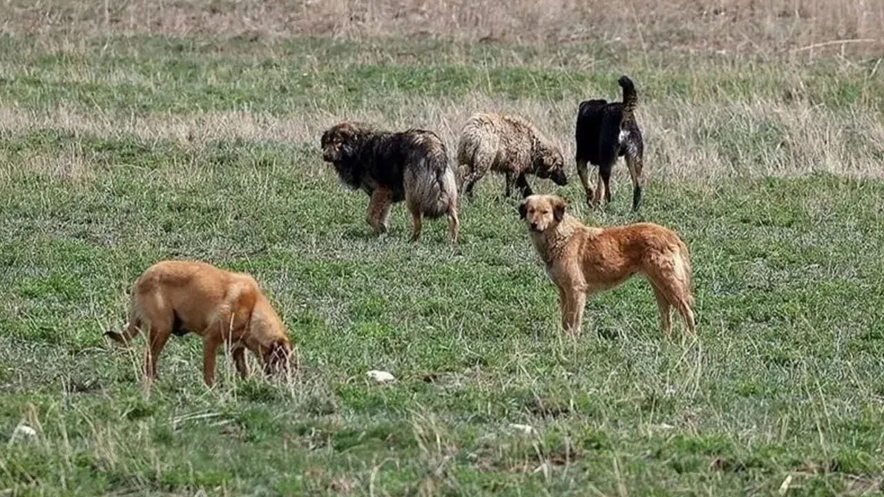 Van’da Sahipsiz Hayvanlar Için Kapsamlı Denetim Başlıyor (3)