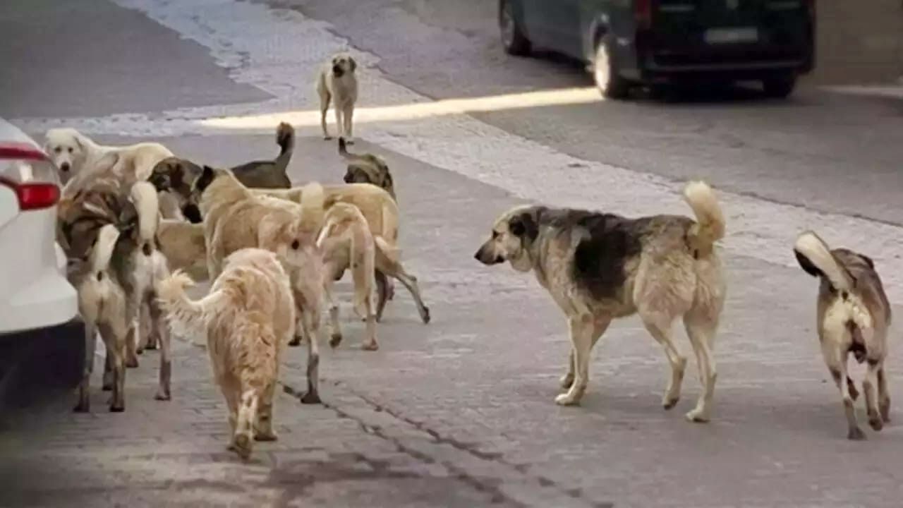 Van’da Sahipsiz Hayvanlar Için Kapsamlı Denetim Başlıyor (5)