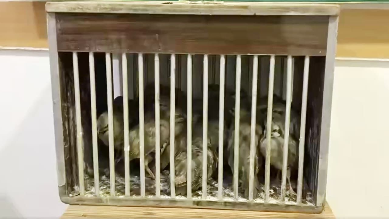 Van’da yasa dışı kafes avcılığına müdahale: 21 kınalı keklik ele geçirildi