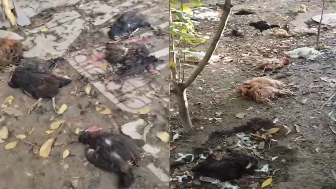Van’da Başıboş Köpekler 30 Tavuğu Telef Etti (2)