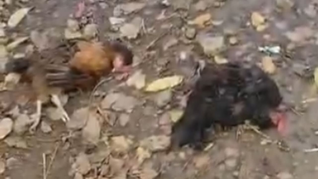 Van’da Başıboş Köpekler 30 Tavuğu Telef Etti (3)