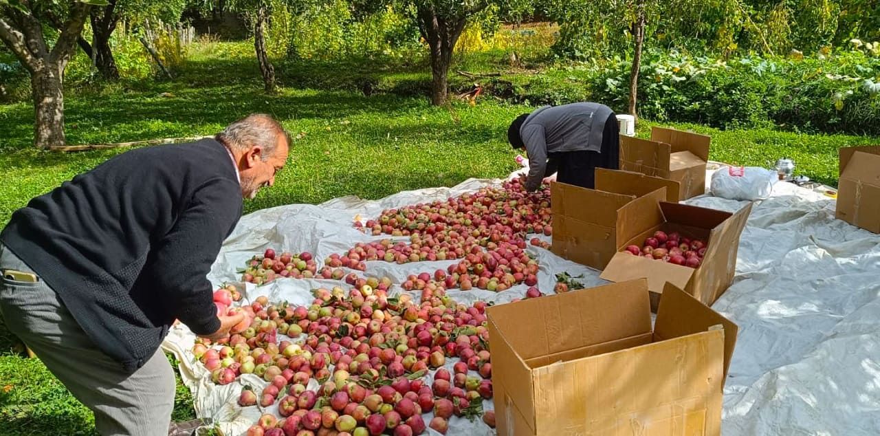 Van’da Elma Hasadı Başladı! (1)